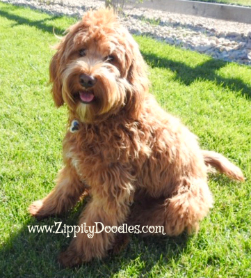 Multigen best sale mini goldendoodle